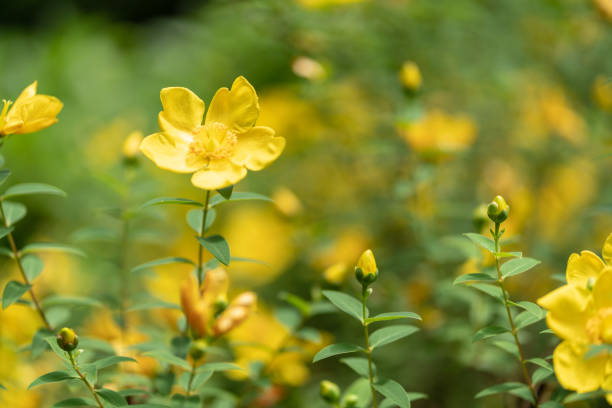 hypericum calycinum - barrio de itabashi fotografías e imágenes de stock