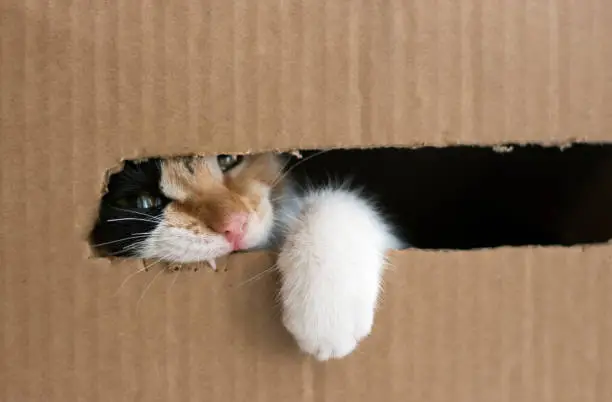 A three-colored kitten gnaws a cardboard box. Kitty put his paw out of the box. Isolated