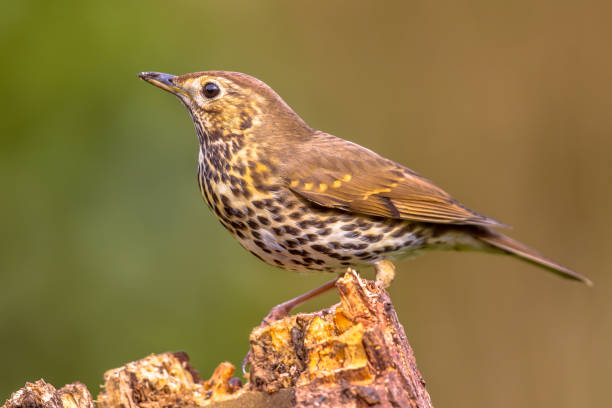 Song Thrush perched on log Song Thrush (Turdus philomelos) perched on log with green garden background thrush bird stock pictures, royalty-free photos & images