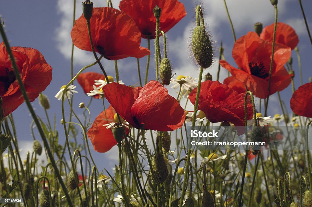 Sommer-Wiese - Lizenzfrei Blatt - Pflanzenbestandteile Stock-Foto