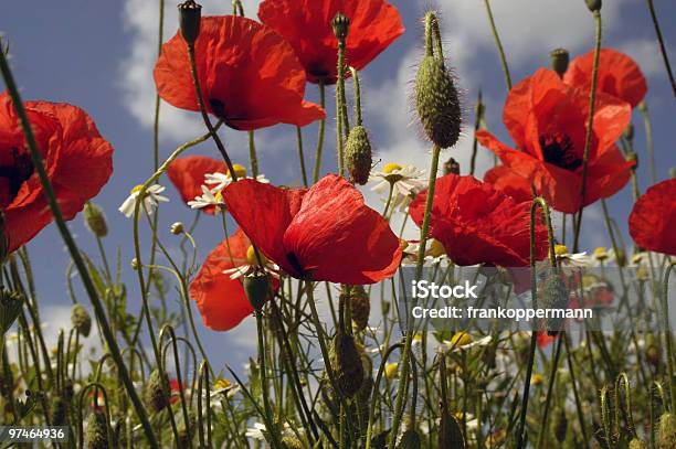 Sommerwiese Stockfoto und mehr Bilder von Blatt - Pflanzenbestandteile - Blatt - Pflanzenbestandteile, Blume, Blütenblatt