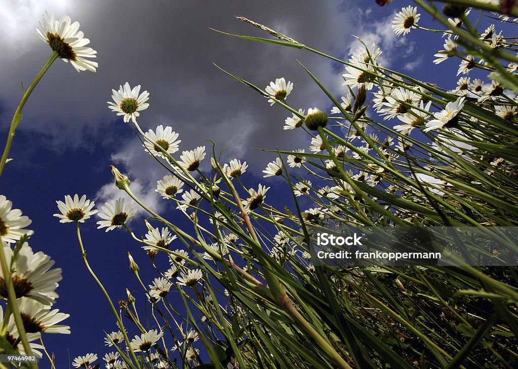 Flower - Lizenzfrei Ausgebleicht Stock-Foto