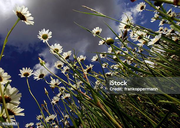 Flower Stockfoto und mehr Bilder von Ausgebleicht - Ausgebleicht, Beleuchtet, Blau