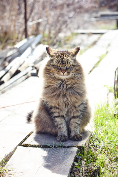 istock angry siberian cat looking straight ahead in shine 974650744