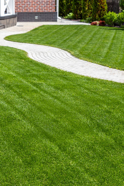 istock Beautiful lawn in the backyard 974650920