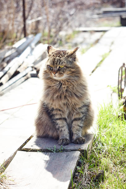 istock aggressive siberian cat in bright sunshine 974650928