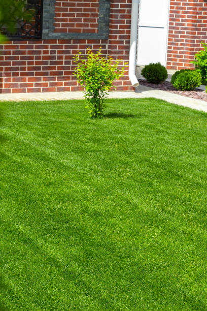 istock Beautiful lawn in the backyard 974650942