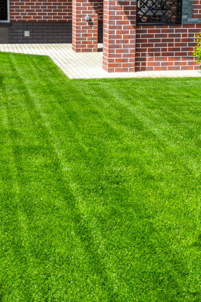 istock Beautiful lawn in the backyard 974650974