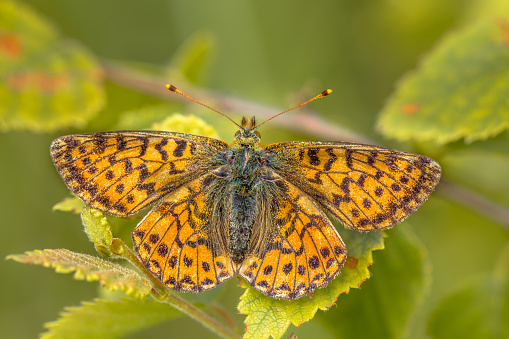 Cranberry Fritillary (Boloria aquilonaris) warming wings in morning sun. This is a critically endangered species of butterfly in the Netherlands