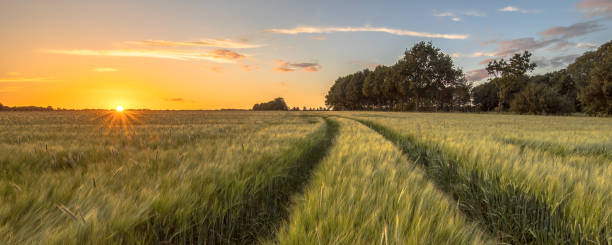 istock Tractor Track in Wheat field at sunset 974651286