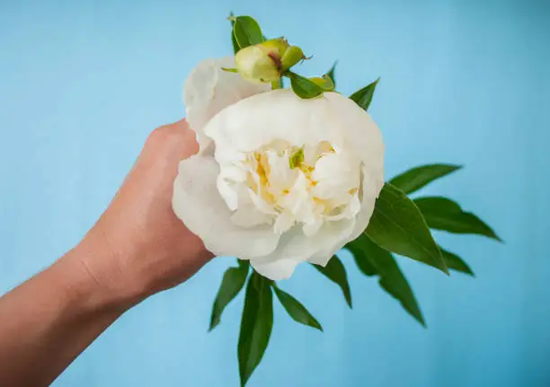 A lady's hand holding a beautiful white peony on pastel blue background.