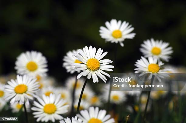 Blume Stockfoto und mehr Bilder von Blume - Blume, Einzelne Blume, Farbbild