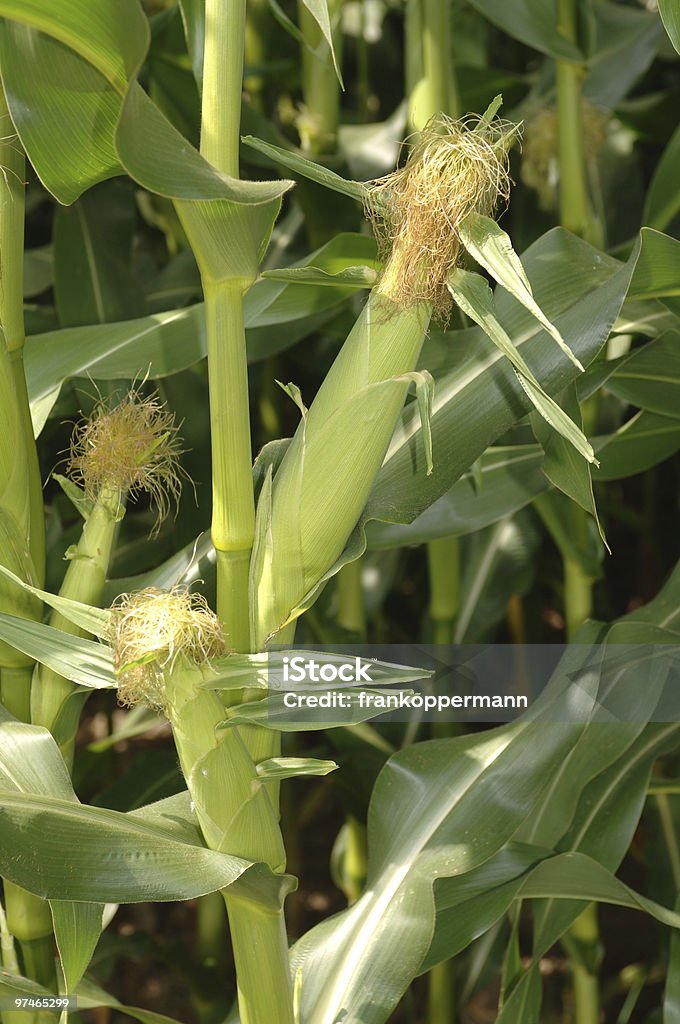 Maize  Agricultural Field Stock Photo