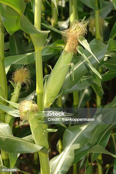 Maize Stock Photo - Download Image Now - Agricultural Field, Agriculture, Backgrounds