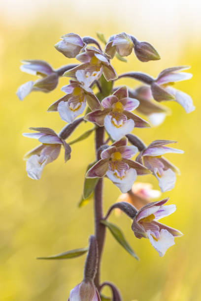 Marsh helleborine (Epipactis palustris) orchid flowers blooming with bright colored yellow background