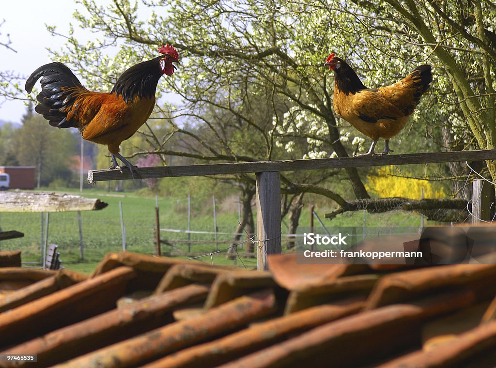 poulet - Photo de Horizon libre de droits