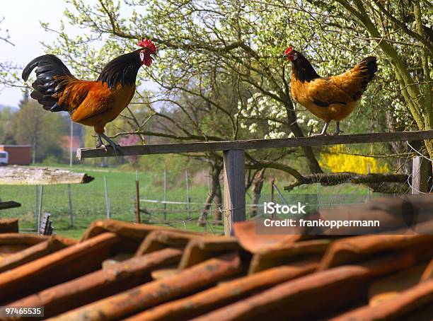 Photo libre de droit de Poulet banque d'images et plus d'images libres de droit de Horizon - Horizon, Poulet - Volaille domestique, Agriculture