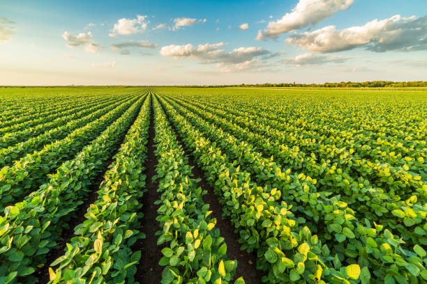 istock Green ripening soybean field, agricultural landscape 974657202