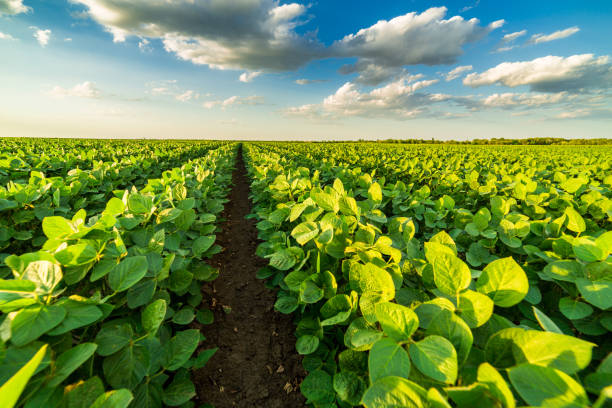 istock Green ripening soybean field, agricultural landscape 974657282