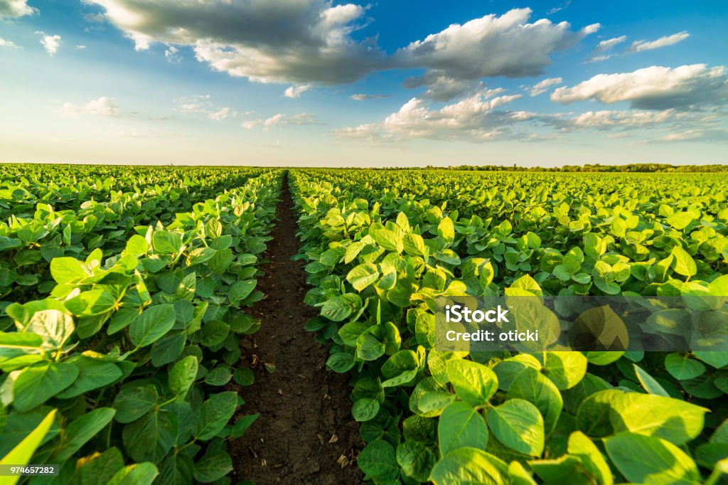 Green ripening soybean field, agricultural landscape Soybean Stock Photo