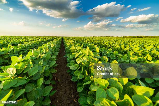 Green Ripening Soybean Field Agricultural Landscape Stock Photo - Download Image Now