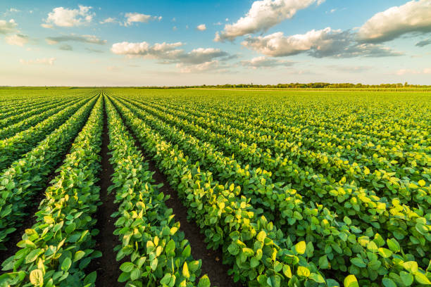istock Green ripening soybean field, agricultural landscape 974657382