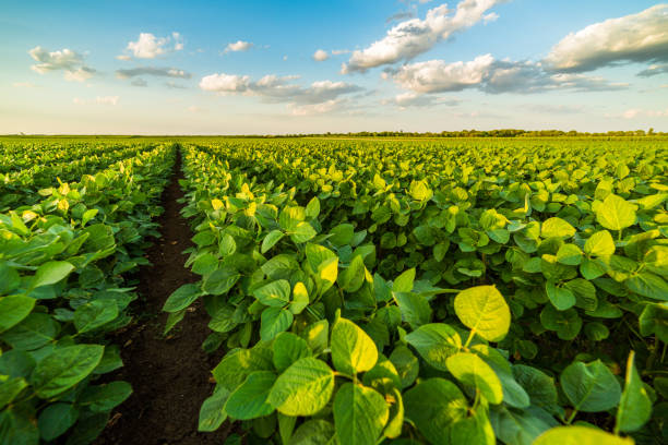 Green ripening soybean field, agricultural landscape Green ripening soybean field, agricultural landscape soya bean stock pictures, royalty-free photos & images