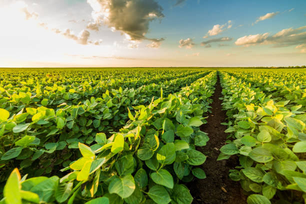 istock Green ripening soybean field, agricultural landscape 974657590