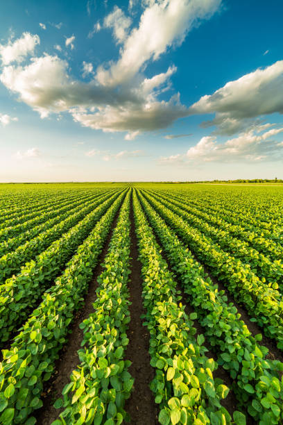 istock Green ripening soybean field, agricultural landscape 974657848