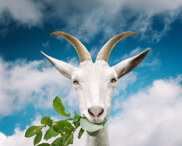 istock Portrait of goat eats grass on sky background 974657896