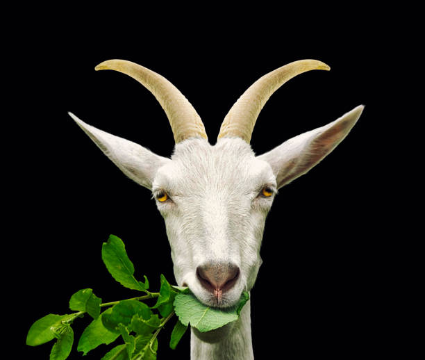 istock Portrait of goat eats grass. Isolated on black 974660140