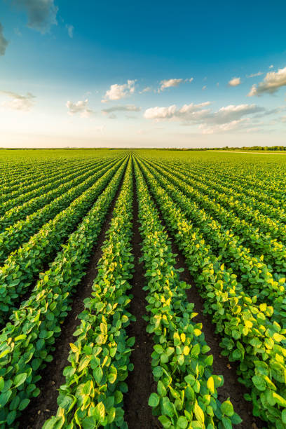 grün reifendes sojafeld, agrarlandschaft - monoculture summer plants nature stock-fotos und bilder