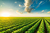 Green ripening soybean field, agricultural landscape