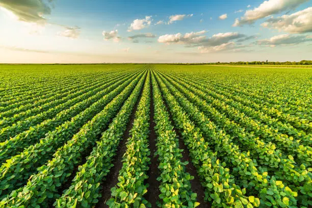 Green ripening soybean field, agricultural landscape