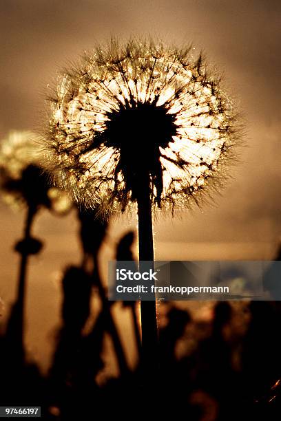 Löwenzahn Stockfoto und mehr Bilder von Abenddämmerung - Abenddämmerung, Beleuchtet, Blume