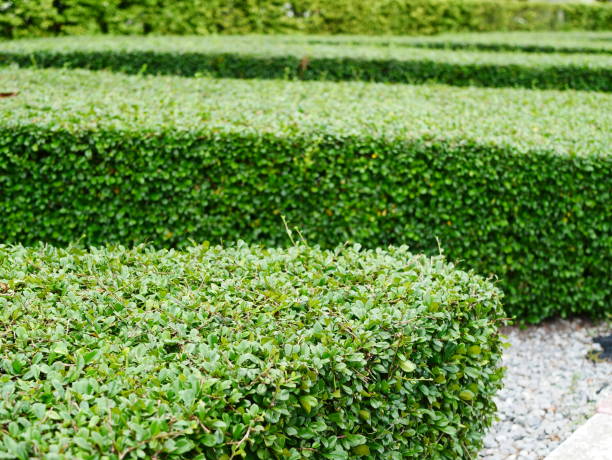 istock Summer Green Hedge garden 974667694