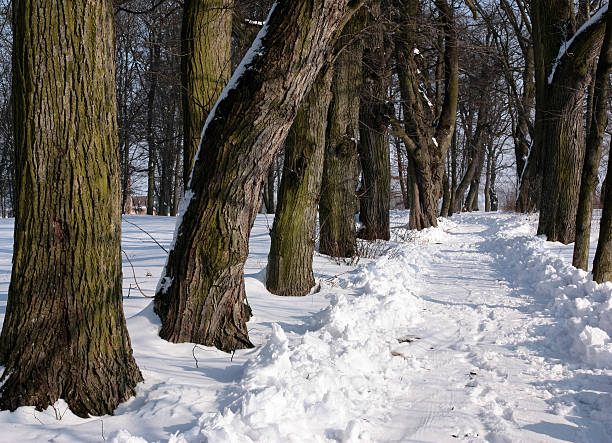 Trees in the old park . stock photo