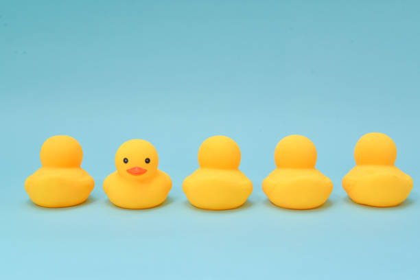 istock No direction concept, rubber ducky are swimming in the different direction 974670546