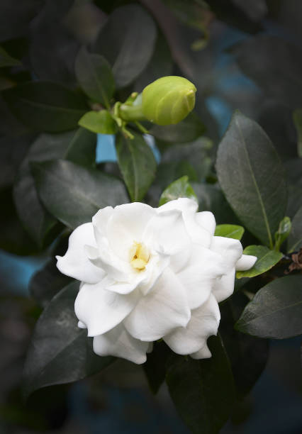 istock White gardenia flower 974671444