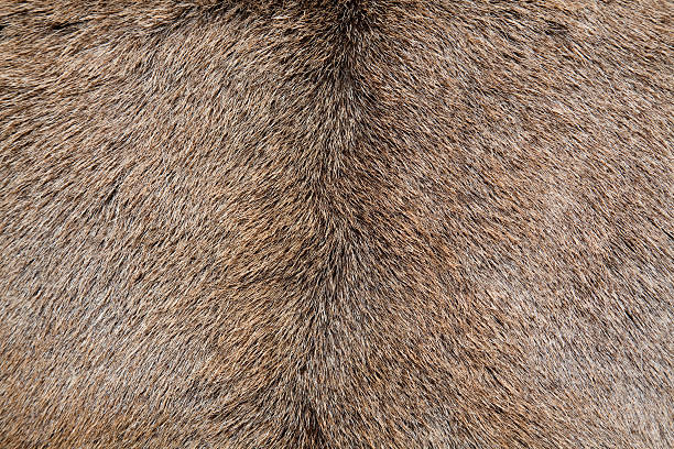istock Ridge Coat of Red Deer Cervus elaphus 97467178
