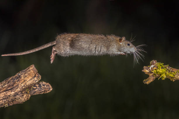 istock Wild brown rat jump 974675524