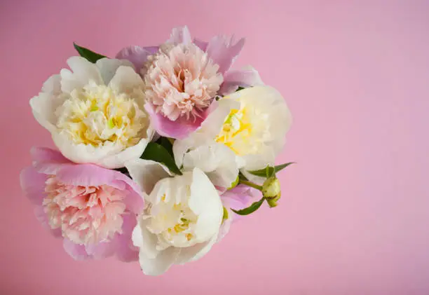 Bunch of beautiful pastel pink and white peonies on pink background. Top view.