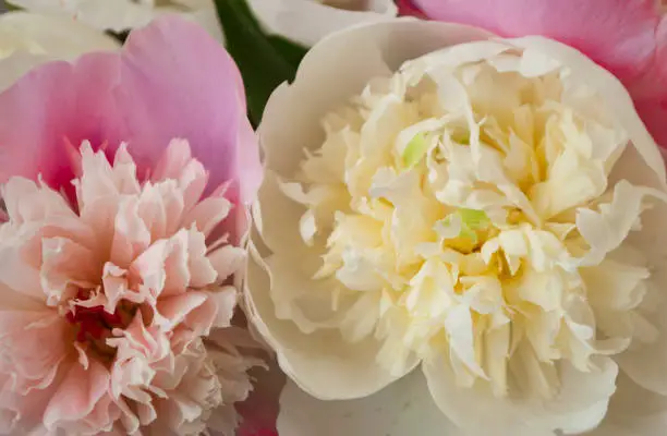 Close up of beautiful pastel pink and white peonies on pink background. Top view.