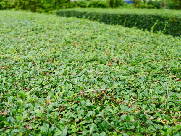 istock green plant garden 974676564