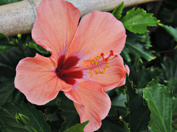 istock Hibiscus or Rose mallow flower. 974676762
