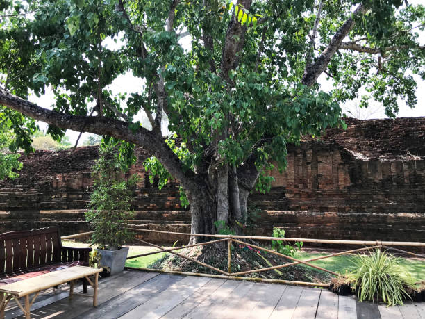 ficus religiosa ou figue sacrée ou l’arbre de bodhi ou pippala arbre ou arbre de peepul ou arbre peepal ou arbre de ashwattha. - peepal photos et images de collection