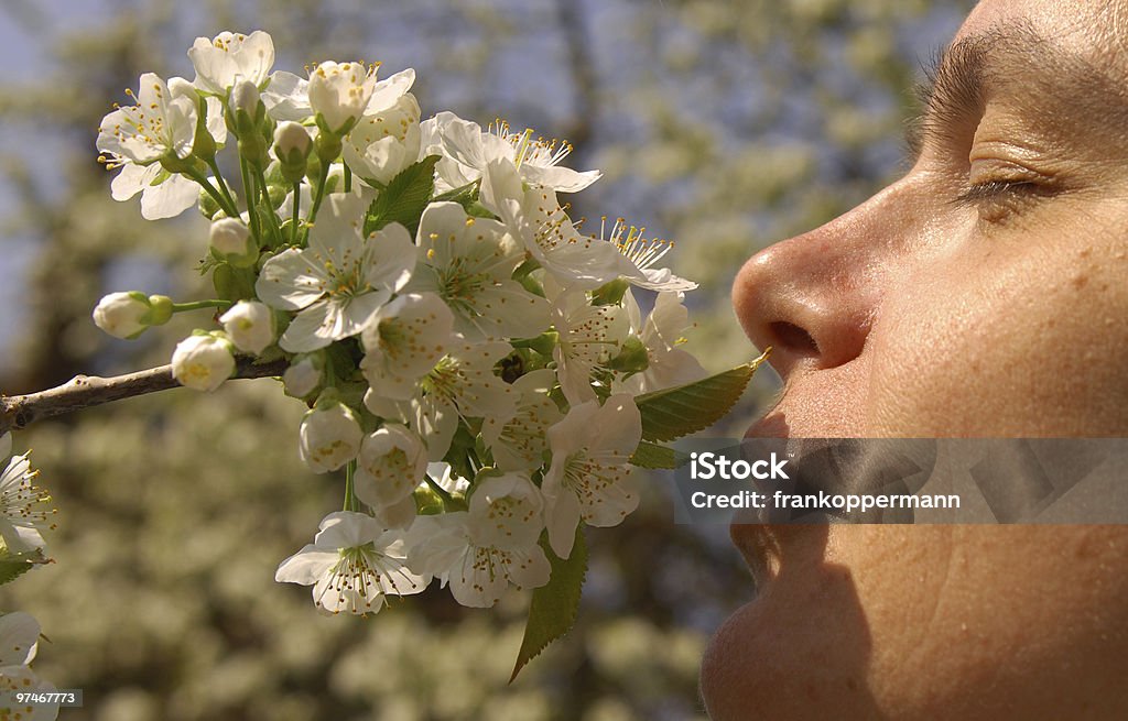 Cherry blossom - Lizenzfrei Allergie Stock-Foto