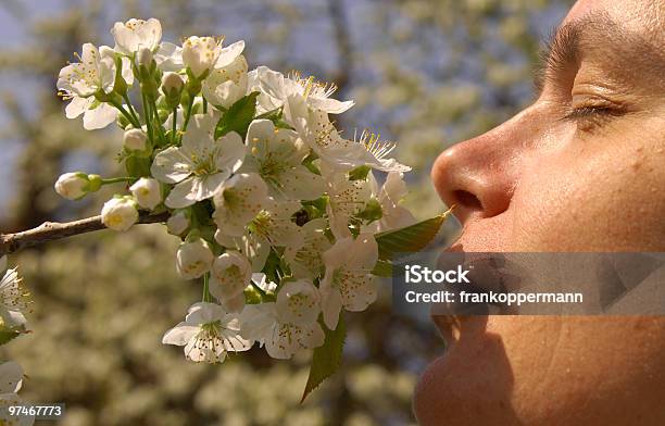 Cherry Blossom Stockfoto und mehr Bilder von Allergie - Allergie, Baum, Baumblüte