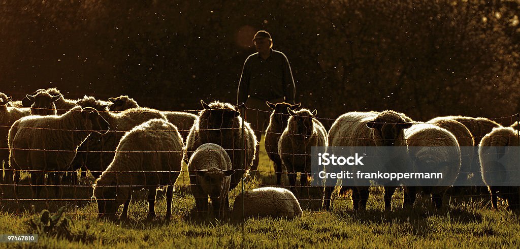 Schaf - Lizenzfrei Schäfer Stock-Foto