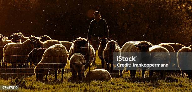 Schaf Stockfoto und mehr Bilder von Schäfer - Schäfer, Herde, Schafherde